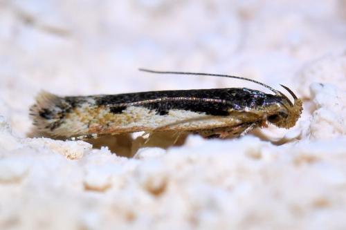 Réf. 322 496 : Cosmardia moritzella